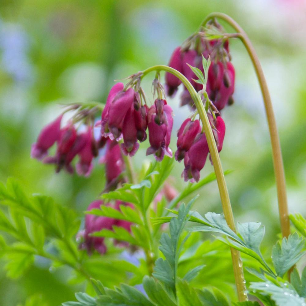 Dicentra Luxuriant - Longfield Gardens Dicentra Luxuriant - Longfield Gardens
