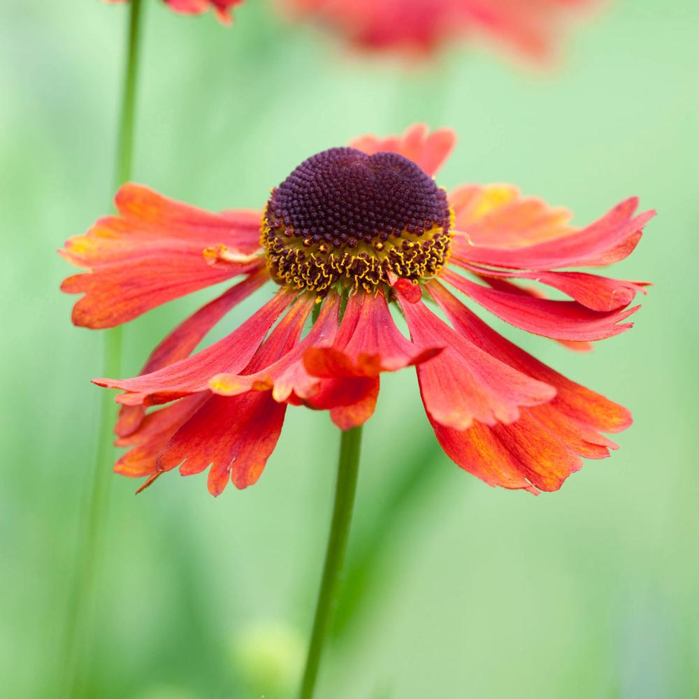 Helenium Moerheim Beauty - Longfield Gardens Helenium Moerheim Beauty - Longfield Gardens