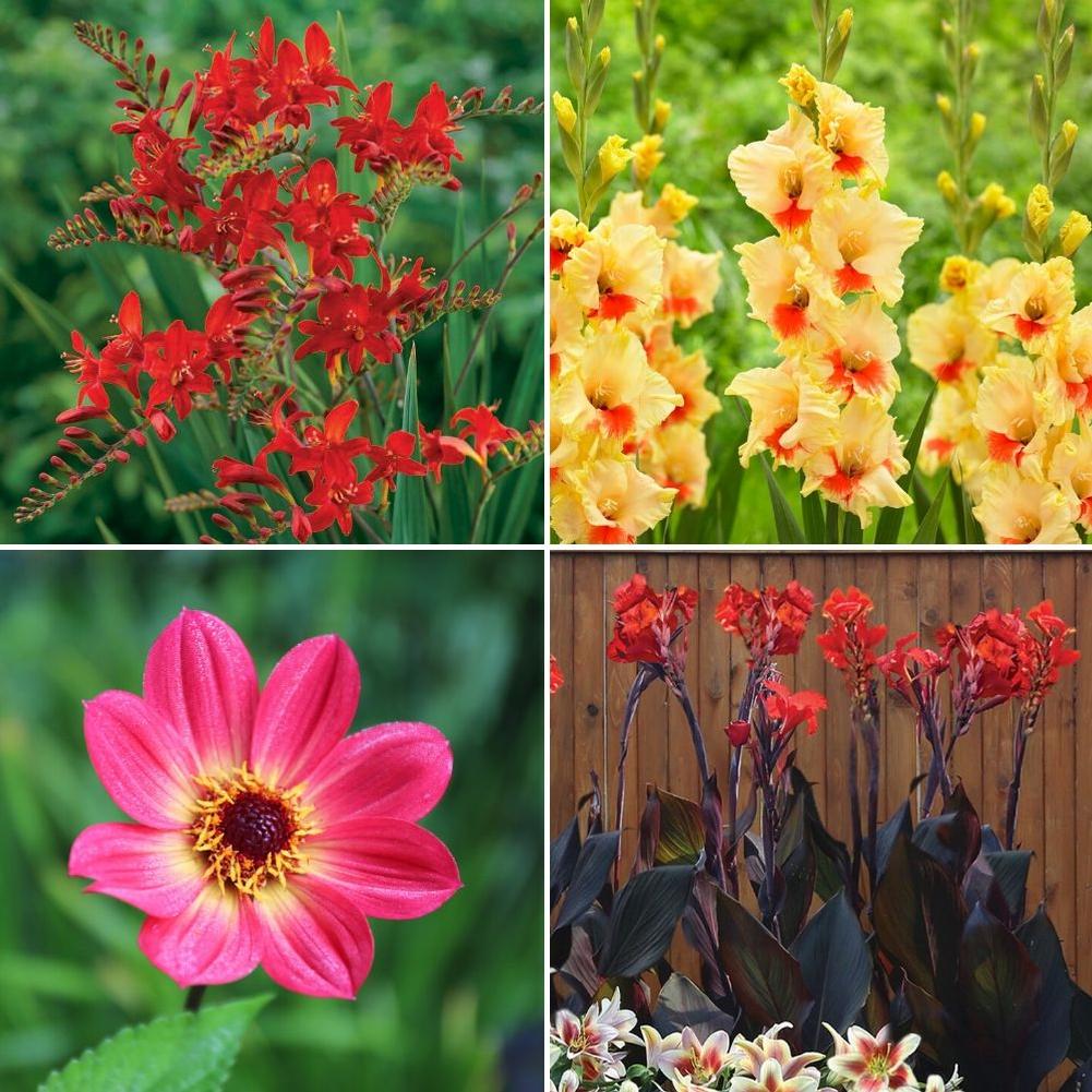 Hummingbird Flower Bulb Collection - Longfield Gardens Hummingbird Flower Bulb Collection - Longfield Gardens