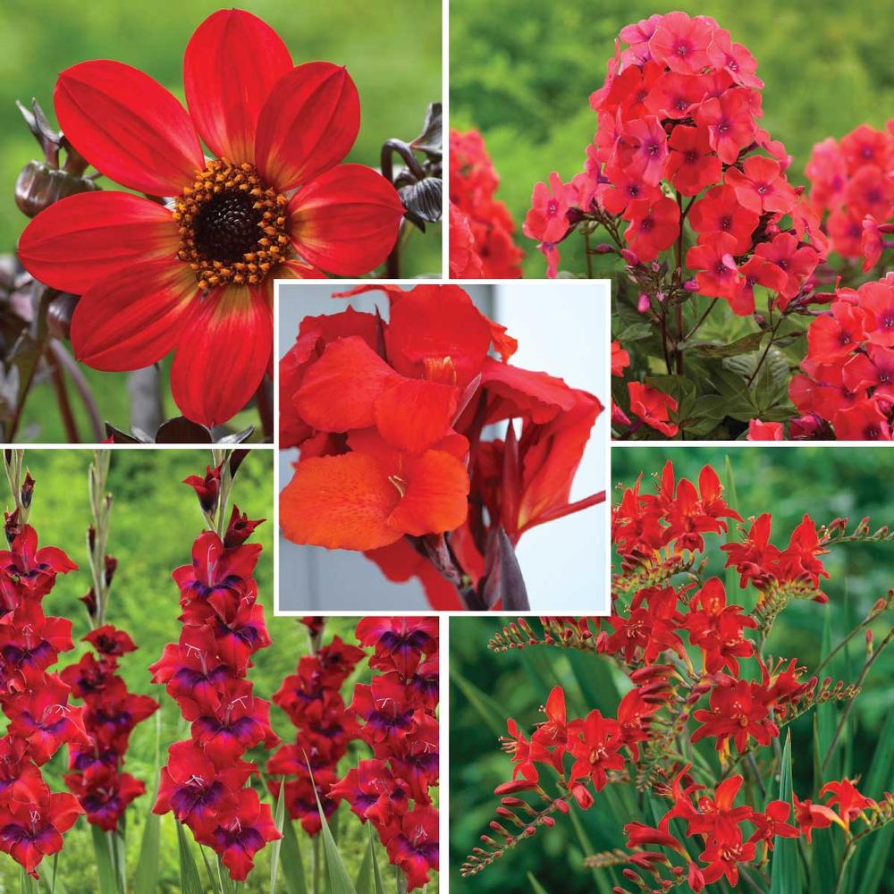 Hummingbird and Butterfly Garden Collection - Longfield Gardens Hummingbird and Butterfly Garden Collection - Longfield Gardens