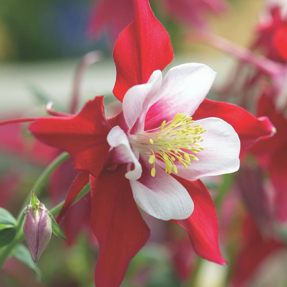 Aquilegia Crimson Star - Longfield Gardens Aquilegia Crimson Star - Longfield Gardens