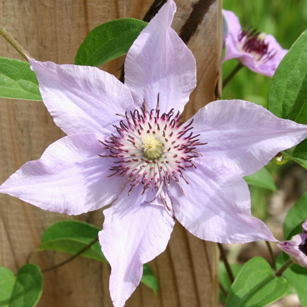 Clematis Pink Climador - Longfield Gardens Clematis Pink Climador - Longfield Gardens