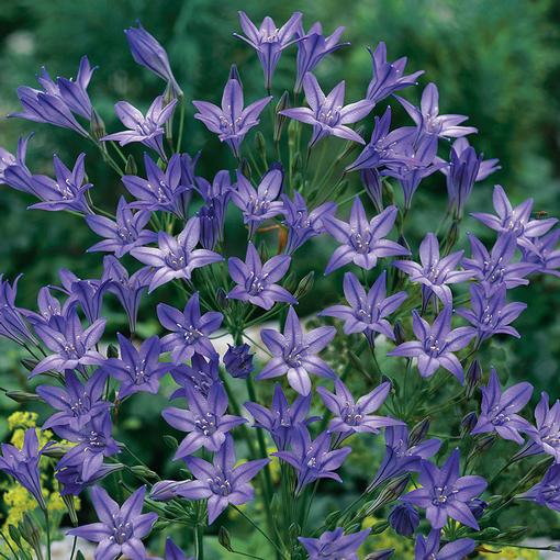 Brodiaea Queen Fabiola - Longfield Gardens Brodiaea Queen Fabiola - Longfield Gardens