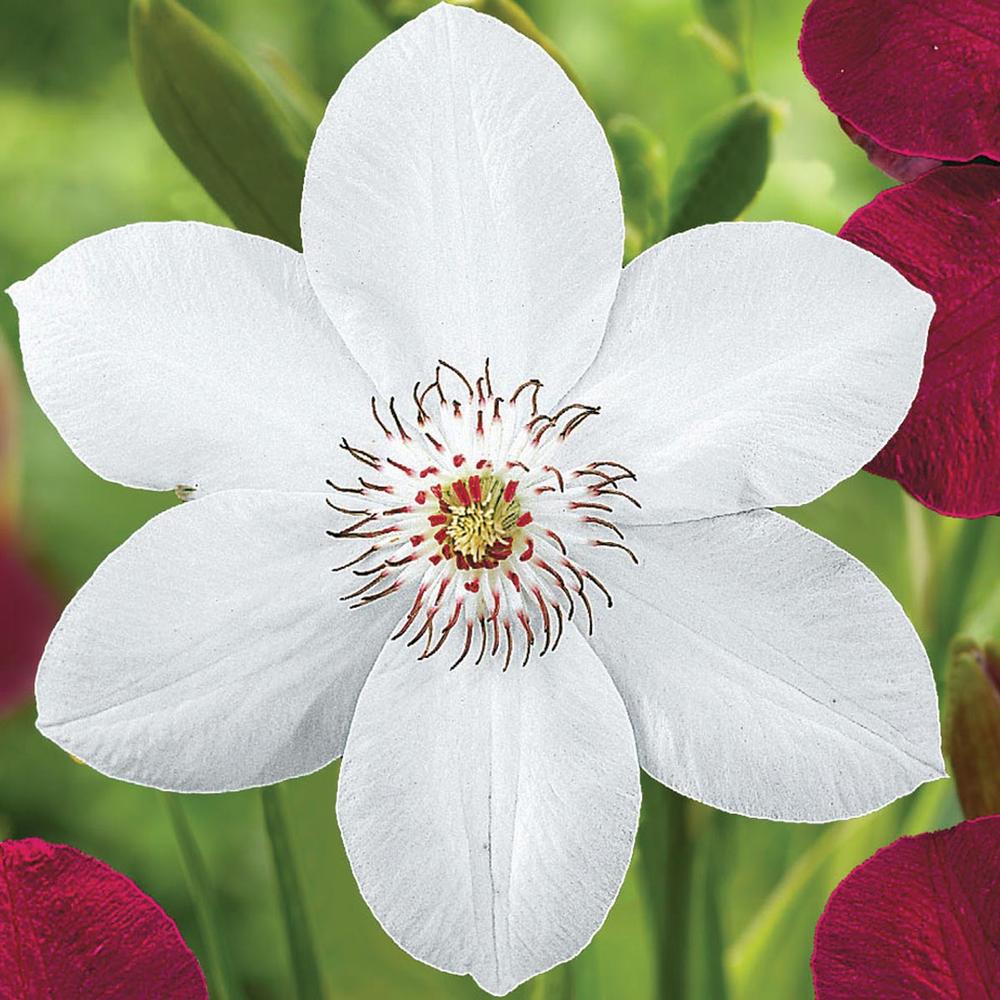 Clematis Miss Bateman - Longfield Gardens Clematis Miss Bateman - Longfield Gardens
