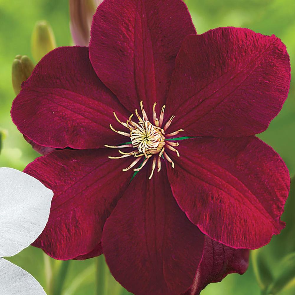 Clematis Red Cardinal - Longfield Gardens Clematis Red Cardinal - Longfield Gardens