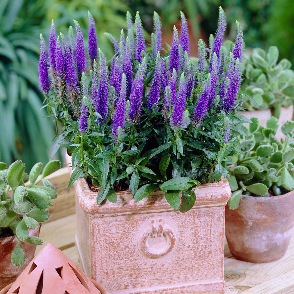 Veronica Ulster Blue Dwarf - Longfield Gardens Veronica Ulster Blue Dwarf - Longfield Gardens