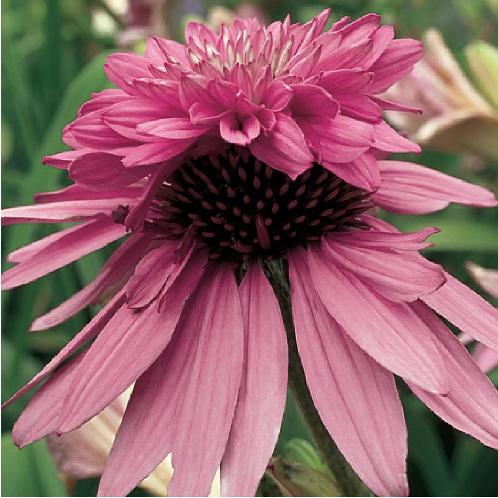 Echinacea Double Decker - Longfield Gardens Echinacea Double Decker - Longfield Gardens